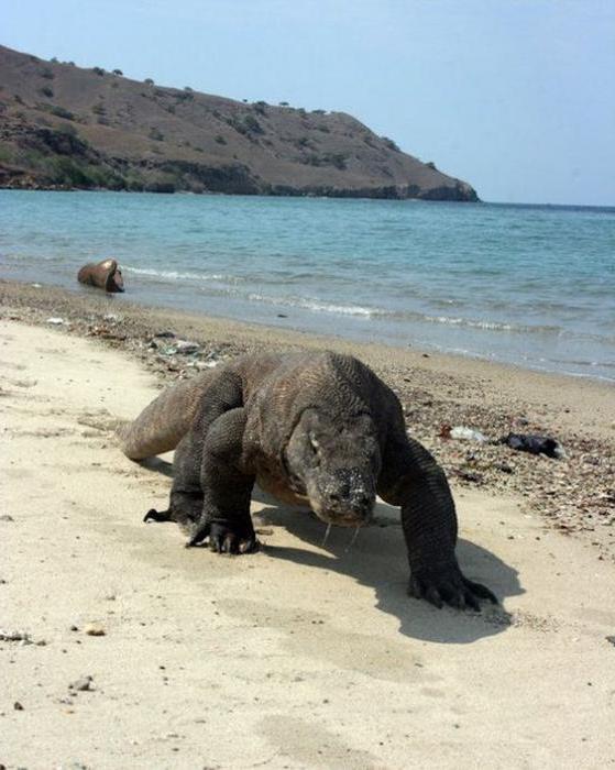 Varana Komodo: beskrivelse og foto