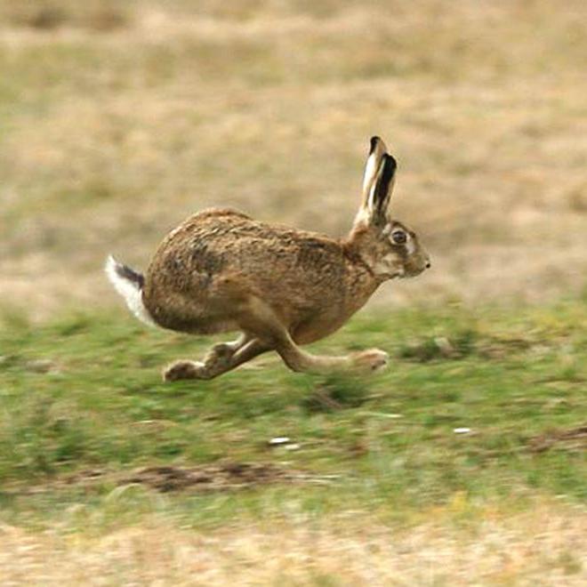 Harer. Deres biologiske egenskaper. Hva er maksimal hastighet på en hare?