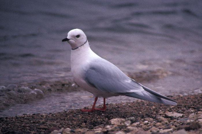 Reserve Poronaisky: klima, flora og fauna