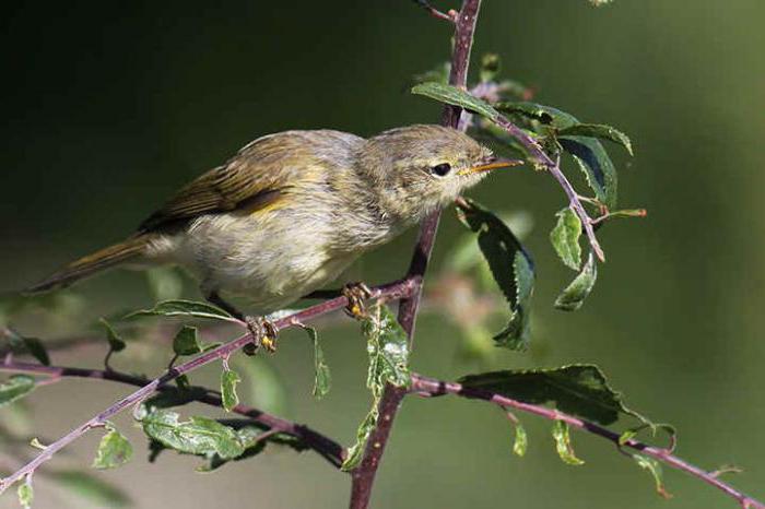 Grønn chiffchaff: funksjoner