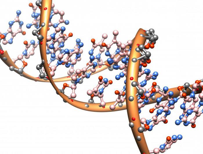 genetisk kode for DNA