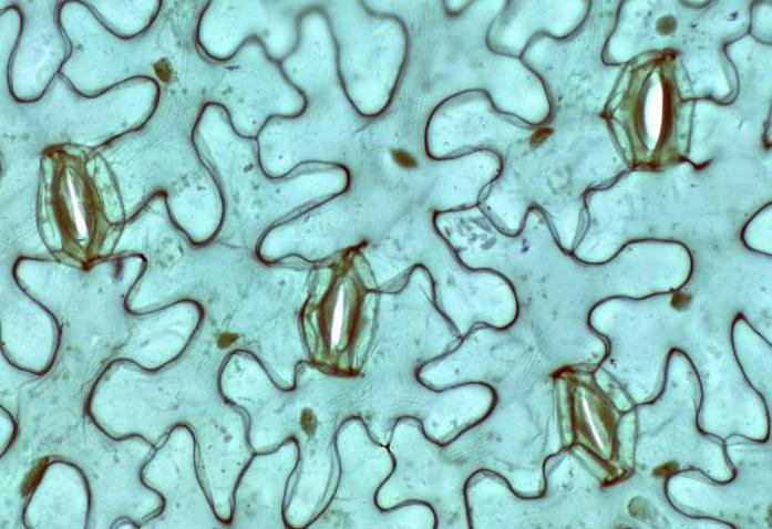 verdien av stomata