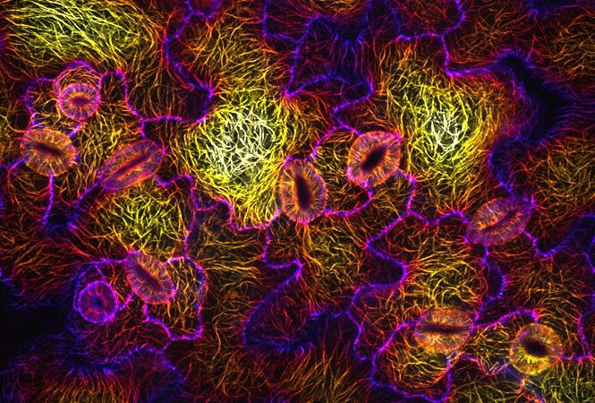 Plantecellen er et elementært biologisk anleggssystem