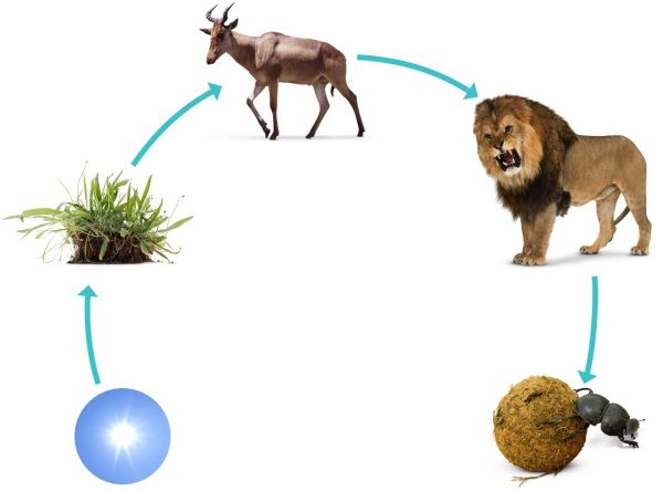 Selvregulering i biologi er ... Begrepet selvregulering av levende systemer