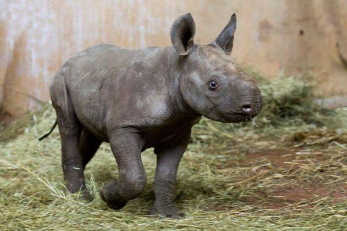 baby rhinoceros som kalt