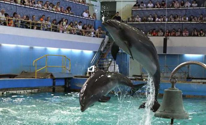 Moskva Dolphinarium på Semenovskaya