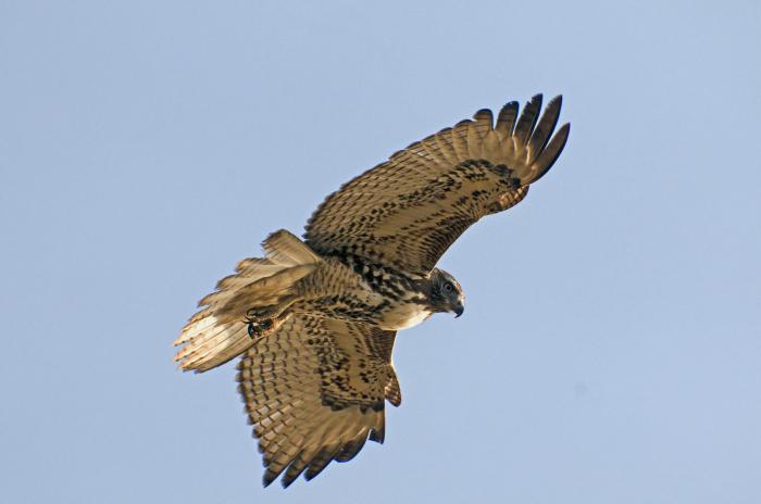 Galichya fjellreservat Lipetsk regionen