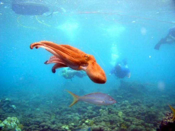 Aruba turist vurderinger