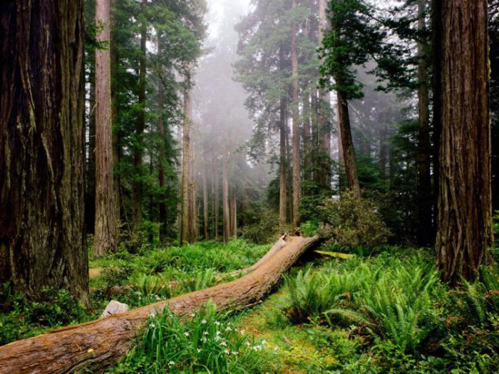 nasjonalpark redwood 