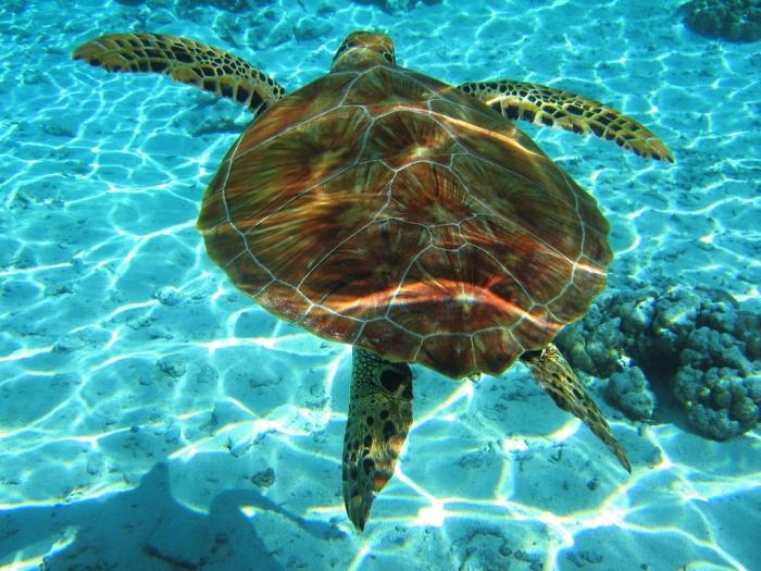 Zakynthos. Anmeldelser hviler på en unik og fantastisk ferie