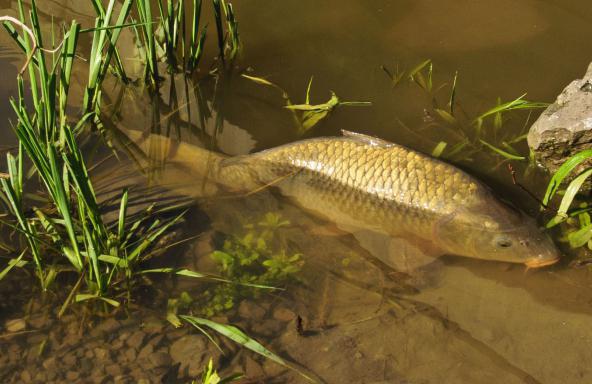 Rekreasjon og fiske i Stavropol Territory