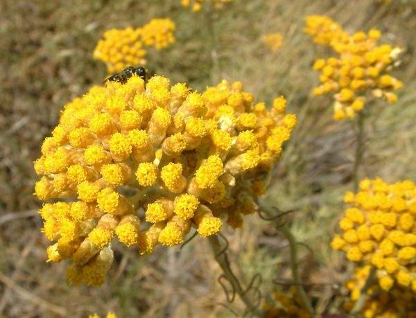 immortelle bilde