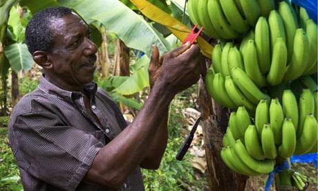 Hva er en nyttig banan for kroppen vår?