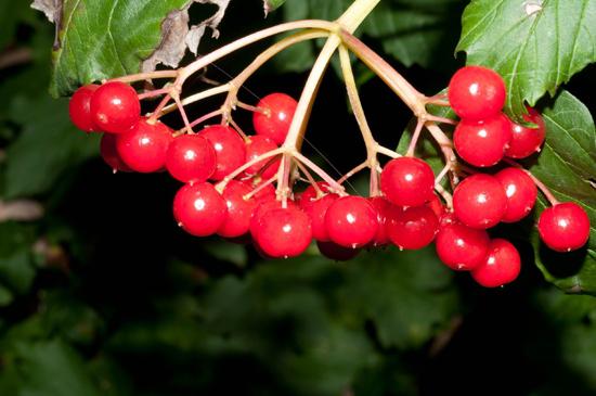 Hva er unikt om viburnum med honning? Nyttige egenskaper og folkemessige oppskrifter mot sykdommer