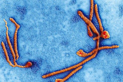 Hva er Ebola? Ebola feber: årsaker, symptomer, effekter