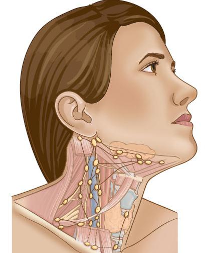 Hva Er Lymfeknuter Plassering Struktur Og Storrelse Arsaker Til Forstorrede Lymfeknuter