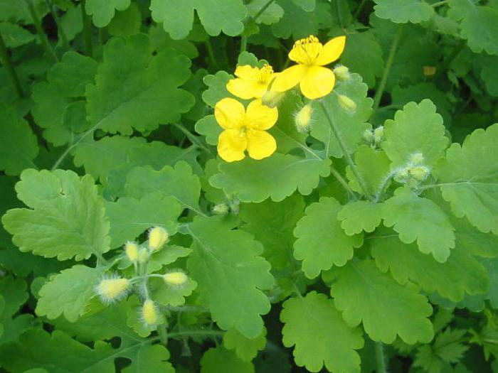 fjell celandine