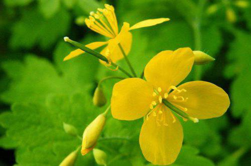 fjell celandine