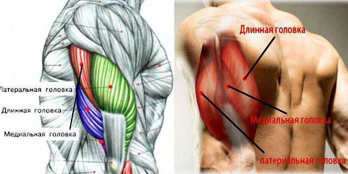 triceps brachialis funksjon