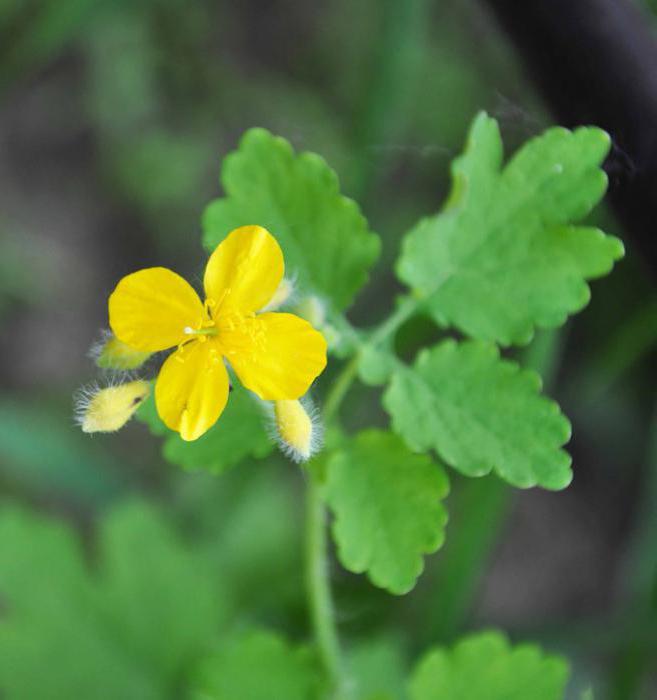 Hvordan forberede en celandine for vinteren?