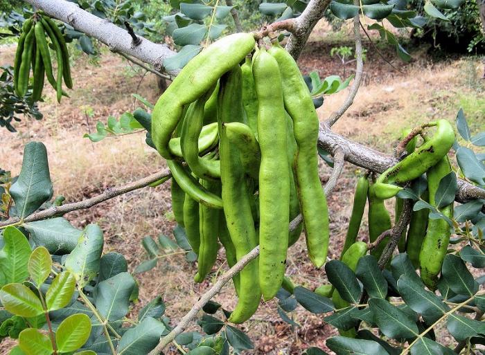 Hva er egenskapene til carob? Nyttige egenskaper av plantens frukt