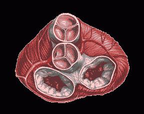 Hjerteventil: Funksjoner av den biologiske låsen