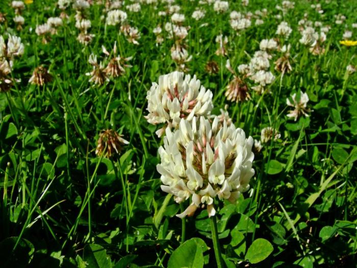 Clover eng. Terapeutiske egenskaper av planten