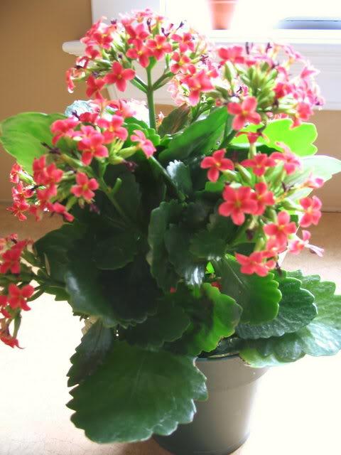 calanchoe fra kald til barn