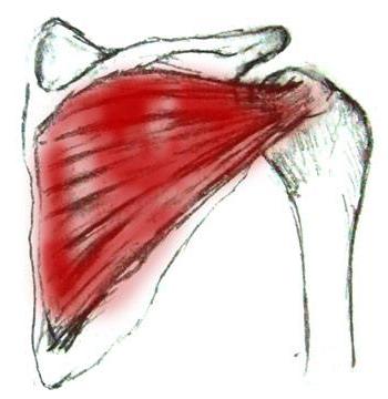 supraspinatus og subacute muskler