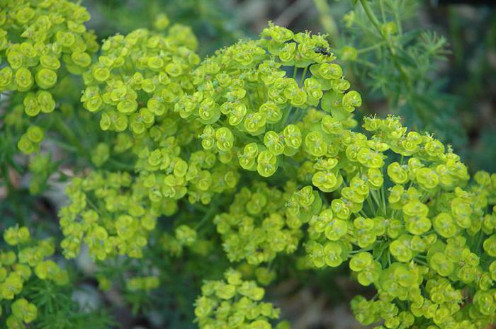 Gras Euphorbia medisinske egenskaper